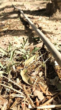 Riego por goteo de arboles frutales almendros 