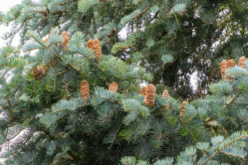 Fir tree branches are filled with numerous pine cones. The blue-green needles add a fresh contrast.