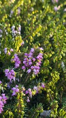 Beautiful purple flowers blooming in the sunlight with a soft green background, creating a vibrant and natural floral scene.