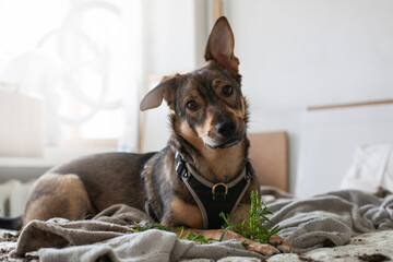 Mischievous pet dog causes plant disaster in cozy home setting