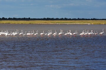 Rosaflamingos (Phoenicopterus roseus) in der Fischerspfanne im Etoscha Nationalpark in Namibia