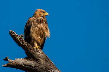 Tawny Eagle (Aquila rapax) perched on branch against blue sky, Serengeti, Tanzania