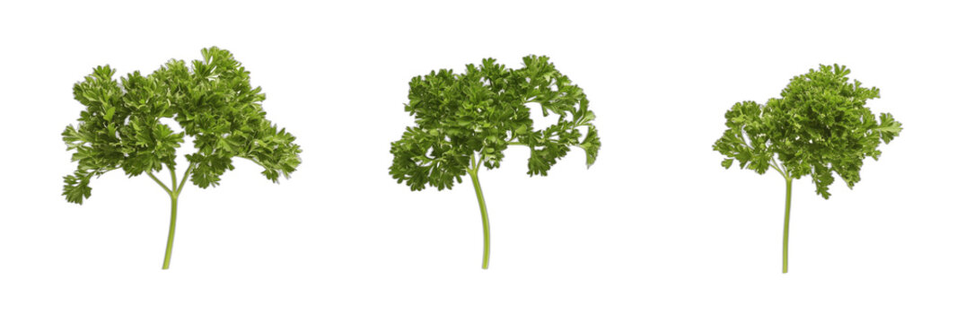Fresh parsley bunches showcasing vibrant green leaves and unique textures, cut out object