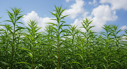 Green Crop Field Under Partly Cloudy Blue Sky from Low Angle View