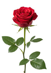 A single vibrant dark red rose with velvety crimson petals and deep green leaves, isolated against a transparent background with ample copy space, concept of pure natural beauty and romance.