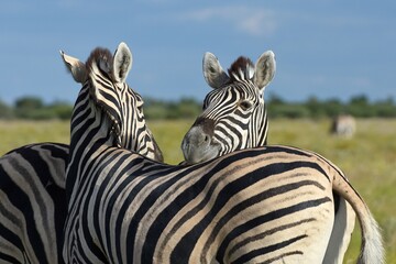 Steppenzebras (Equus quagga) im Etoscha Nationalpark in Namibia