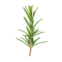 Fresh vibrant green rosemary sprig with needle-like leaves and brown stem on a transparent background, soft shadows, ample copy space, studio product concept