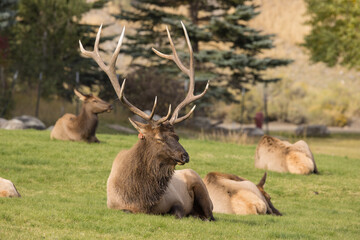 Elk in Yellowstone