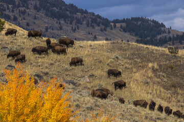 Bisons in Yellowstone in autumn