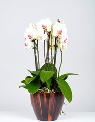 White orchids in a dark pot