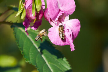 zwei Bienen bei einer Springkrautblüte © Andreas