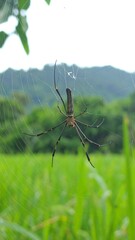 Spider on a web, green field
