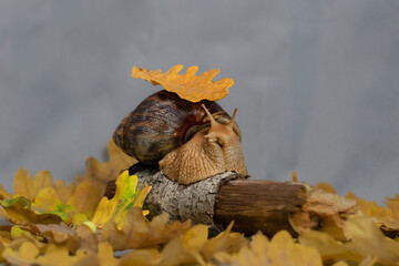 Large domestic snail on the background of autumn leaves.