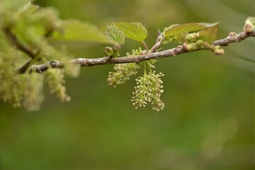 Morus australis male flowers bloom in spring catkins, producing pollen carried by wind. They support pollination and maintain wild mulberry forest ecology in Korea.