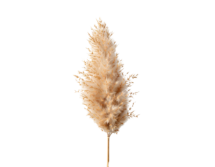 Single Reed Grass Stem with Fluffy Plume, Front View, isolated on a transparent background.