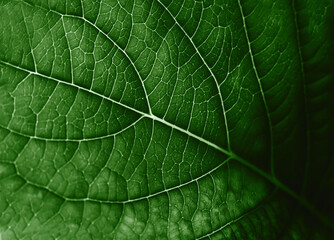 Close-up macro of a green leaf texture with detailed natural veins. Eco-friendly design, natural wallpaper and backgrounds. Selective focus.