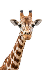 Obraz premium Adult giraffe with vibrant brown and creamy white coat, elegant neck, and intelligent dark eyes gazing curiously, against a transparent studio background with copy space. Concept of wild animal beauty