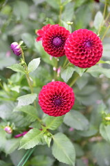 Dahlias pompon rouge au jardin en été