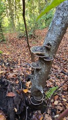 Close-up of mushrooms growing on a tree trunk in an autumn forest in southern Chile, showcasing natural textures and seasonal woodland beauty.