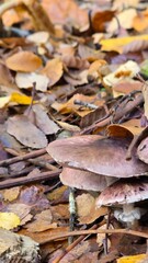 Close-up of mushrooms growing on the forest floor in southern Chile during autumn, surrounded by fallen leaves and natural woodland beauty.