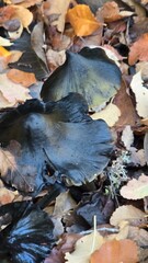 Close-up of mushrooms growing on the forest floor in southern Chile during autumn, surrounded by fallen leaves and natural woodland beauty.