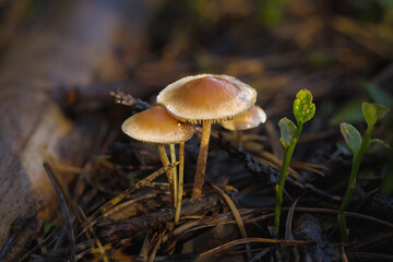 mushrooms in the forest