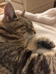 Tabby cat resting on a blanket