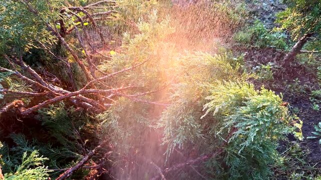 Watering juniper tree in the garden. Сonifer tree Watering on sunset. Drops on Green branch of juniper tree. Drops on Juniper bush during spray. Watering the Spruce ornamental trees on sunrise.