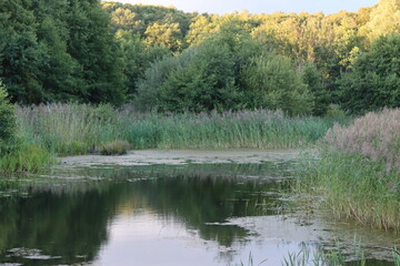 View across a woodland pond in summer