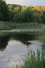 View across a woodland pond in summer