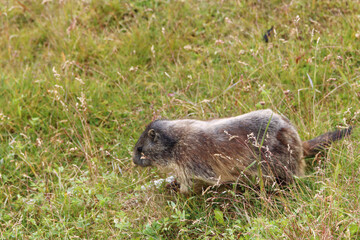 Marmot in the grass - Rifugion Lagazuoi, Italy