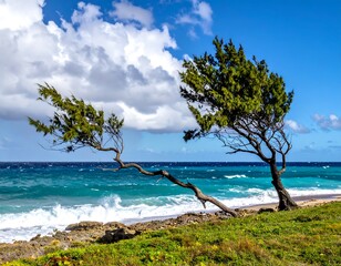 Two windswept trees on a tropical beach