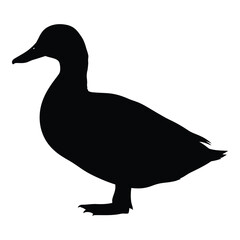 A striking black duck form beautifully defined in silhouette