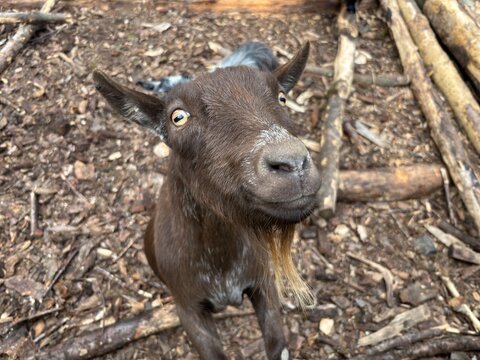Close up of an inquisitive goat