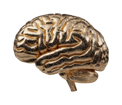 Creative brain sculpture showcase gallery decorative piece PNG, isolated on transparent background - Powered by Adobe