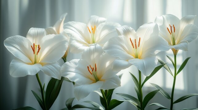 White background. Photographed using a Nikon Z6 camera with natural light --ar 16:9 --stylize 750 --v 6.1 Job ID: 4d7d6250-2cd9-47b2-b276-a9e49d3e647e