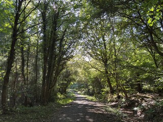 Fototapeta premium Path through a woodland in summer