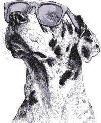 Dalmatian dog sketch wearing sunglasses, hand drawn style, cool confident pose — stock vector