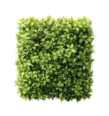 Naklejka premium Lush green plant wall space nature modern PNG, isolated on transparent background