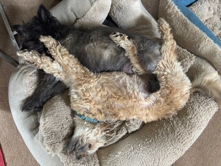 Cairn terrier and a small brown dog asleep in a dog bed