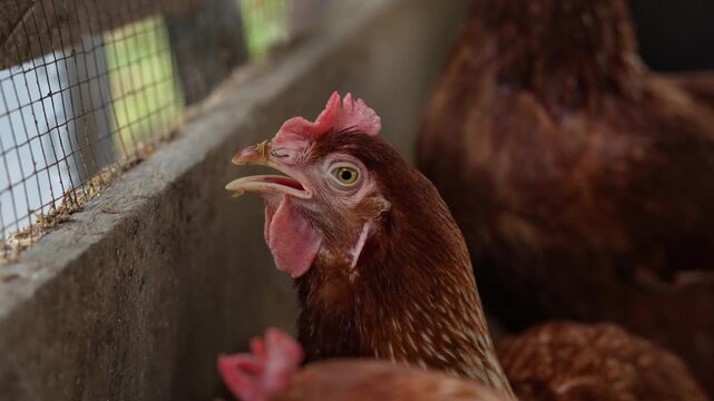 Close-up of a sleepy chicken.