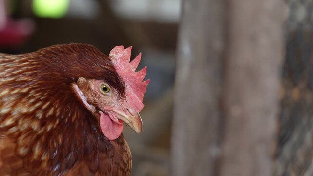 Close-up of a sleepy chicken.