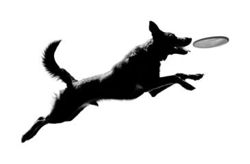 Dog chasing ball in park action shot from side view PNG, isolated on transparent background