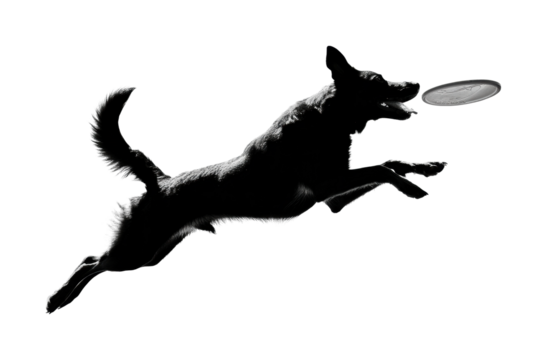 Dog chasing ball in park action shot from side view PNG, isolated on transparent background