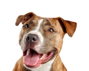 Happy dog portrait pet PNG, isolated on transparent background