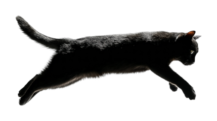 Cat leaping in air action PNG, isolated on transparent background