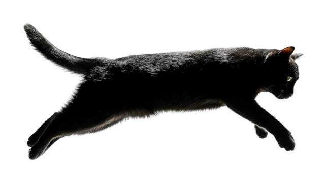 Cat leaping in air action PNG, isolated on transparent background