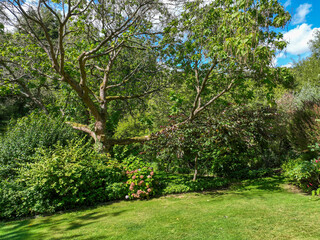 English green garden multiple type of trees and plants during sunny summer season