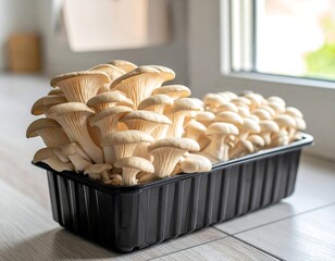 Fresh oyster mushrooms in a black plastic container on a light-colored floor near a window