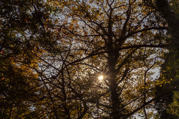 Sunburst shining through the trees